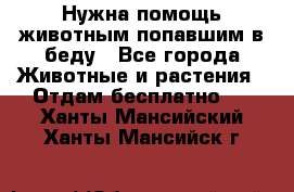 Нужна помощь животным попавшим в беду - Все города Животные и растения » Отдам бесплатно   . Ханты-Мансийский,Ханты-Мансийск г.